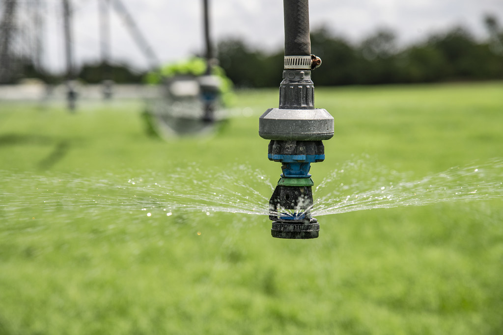 watering the plants and grass